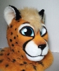 Close-up (Kenta the Cheetah)_2